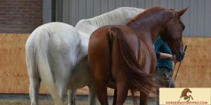 Horse Submissive Behavior: Unlocking the Key to Effective Horse Training