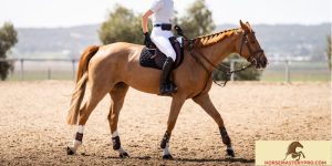 Horse Behavior and Training: Unlocking the Secrets to a Harmonious Connection
