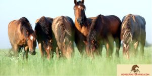 Change in Horse Behavior: Understanding and Nurturing Our Equine Companions