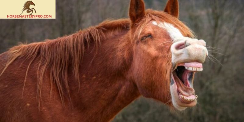 Unleashing the Humorous Side: Horse Breeding Jokes that Gallop with Laughter