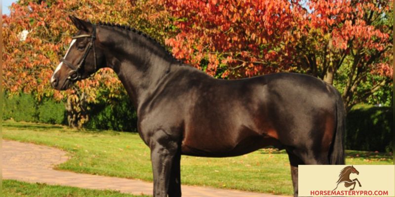 Stallion Horse Behavior: Understanding the Essence