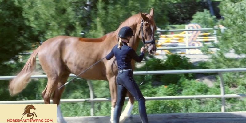 Horse Training Dressage: Unlocking the Art of Graceful Equine Movement