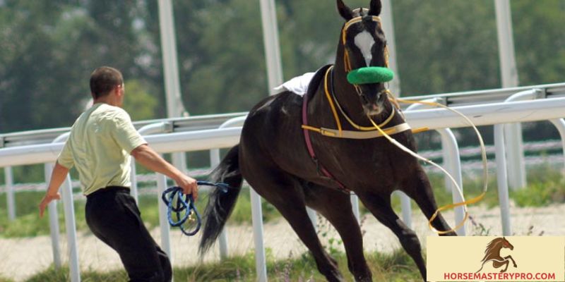 Horse Training Kalamazoo: Unlocking the Power of a Well-Trained Equine Partner