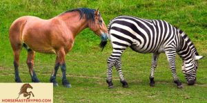 Horse Breeding Zebra: Unlocking the Fascinating World of Hybrid Equines