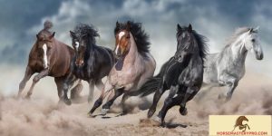 Arabian Horse Behavior Characteristics: Unveiling the Secrets of these Majestic Creatures
