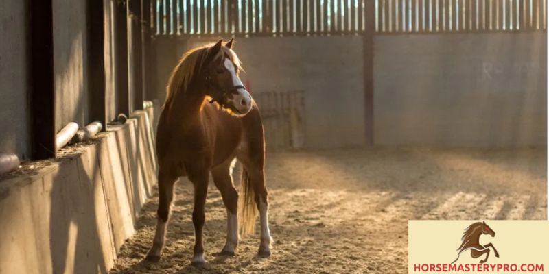Horse Fear Behaviour: Understanding and Addressing the Psychological Well-being of Your Equine Companion