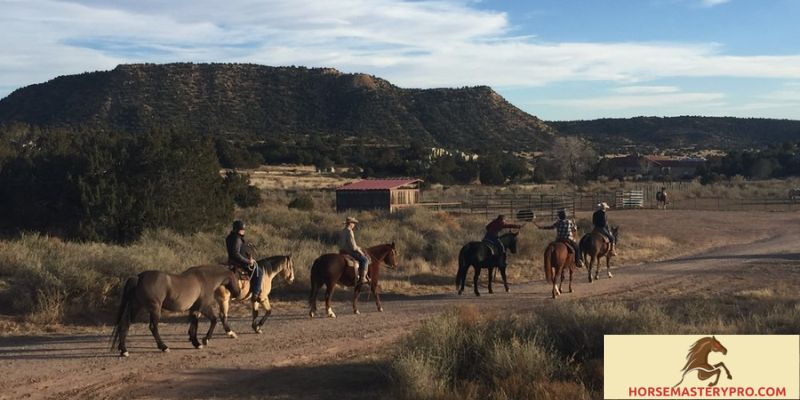 Unlocking the Potential: 4a Ranch & Horse Training