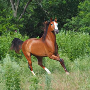 All Breeds Pedigree Quarter Horse