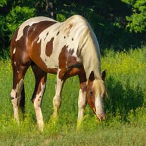 American Paint Horse Care