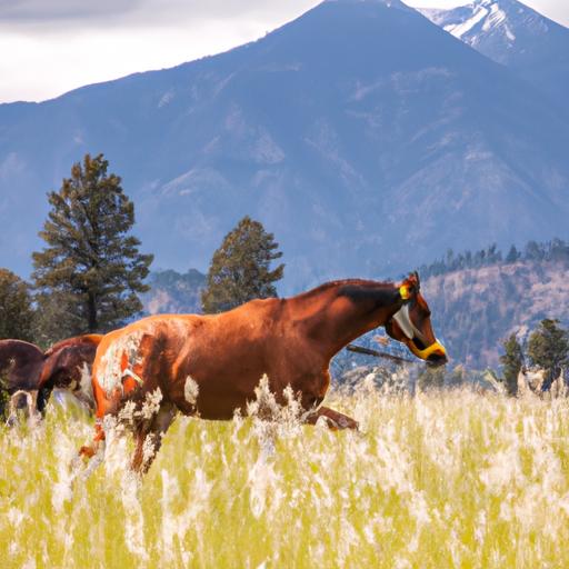 Witness the bond between horse and trainer through effective training in Kalispell, MT.