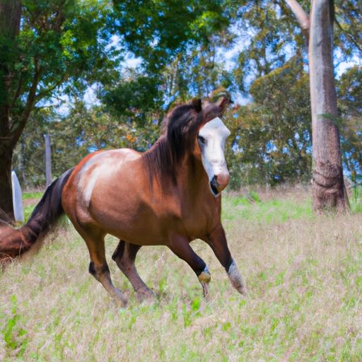 Exercise - a key factor in maintaining Aussie horse's health