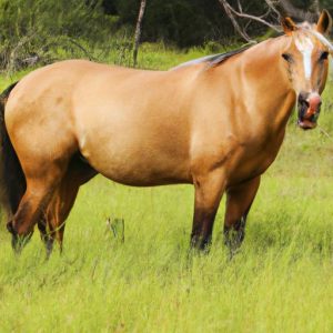 Australian Horse Breeds A-z