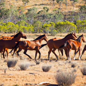 Australian Stock Horse History