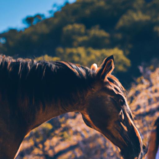 Enhance your equestrian expertise with the help of our horse breeds encyclopedia.