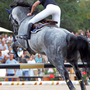 Boneo Horse Competition