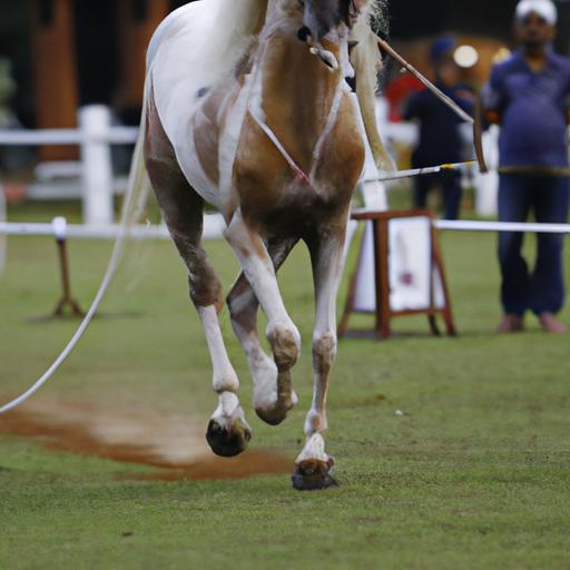 Experience the rich history and tradition of the renowned Boneo Horse Competition