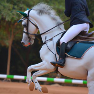 Ecr Horse Competition
