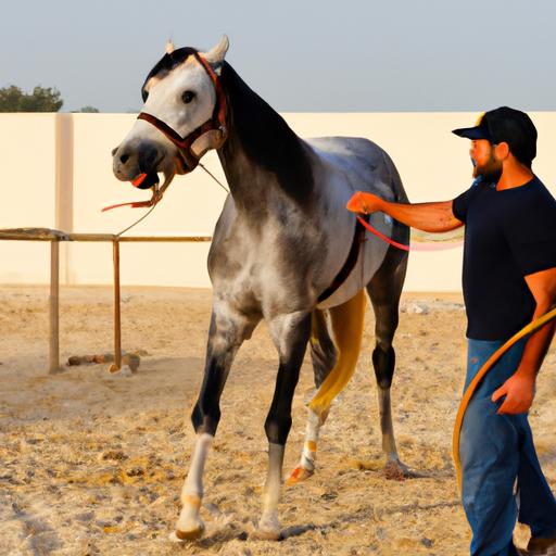 Discover the art of patient and skillful horse training in Qatar.