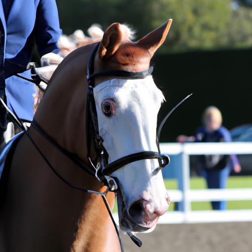 Seek expert guidance from Horse Sport Ireland to excel in equestrian sports