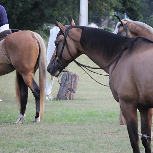 Trust the experts at Zacharias Horse Training for top-notch equestrian services.