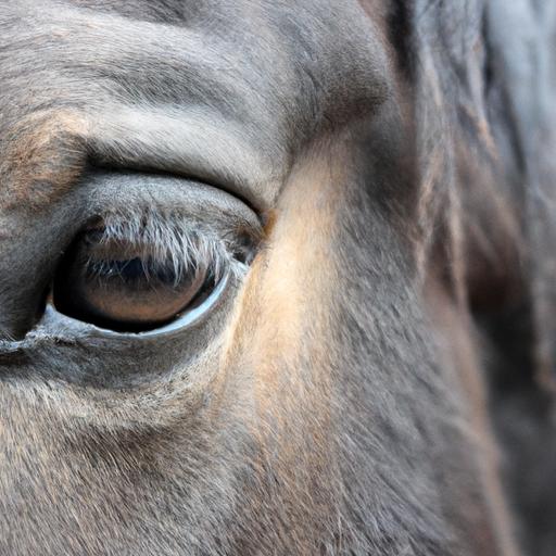 Dive into the soulful gaze of a Morgan horse and discover its wisdom and gentle spirit.