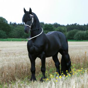 Friesian Heritage Horse & Sport Horse International