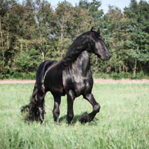 Friesian Horse History