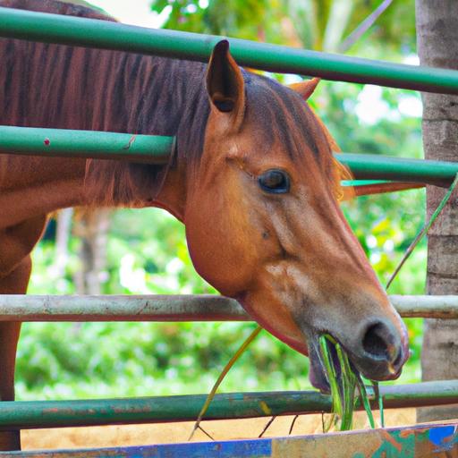 Visiting the Golden Horse Health Sanctuary offers a multitude of benefits for horses and owners alike