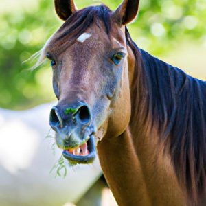 Horse Behavior Lip Twitch