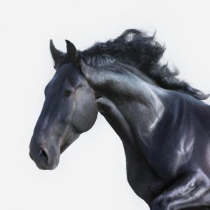 Horse Breeds Black