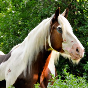 Horse Breeds Clydesdale