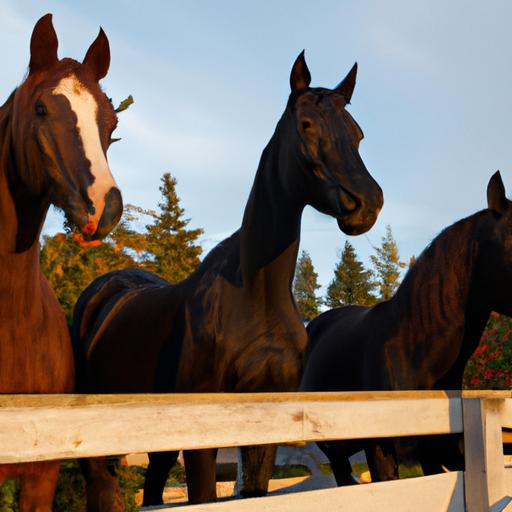 Horse Breeds For Beginners