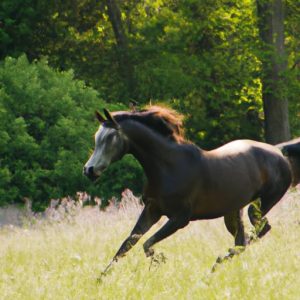 Horse Breeds That Start With C