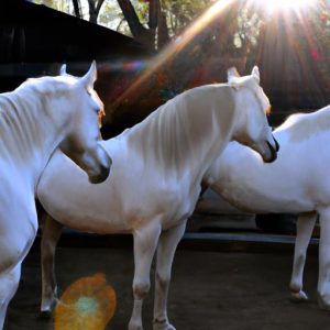 Horse Breeds White