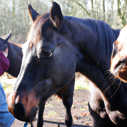 Horse Care And Stable Management Courses