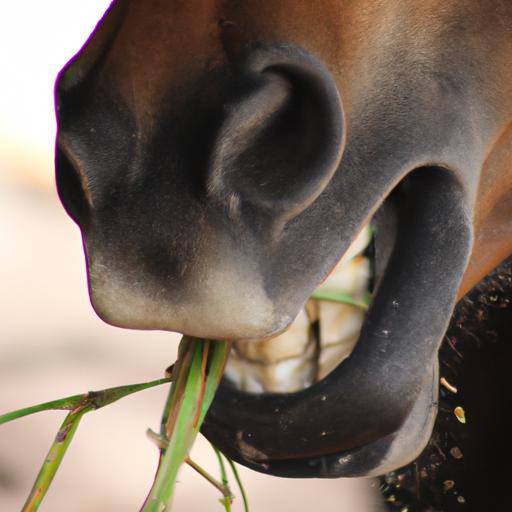 Horse Eating Behavior