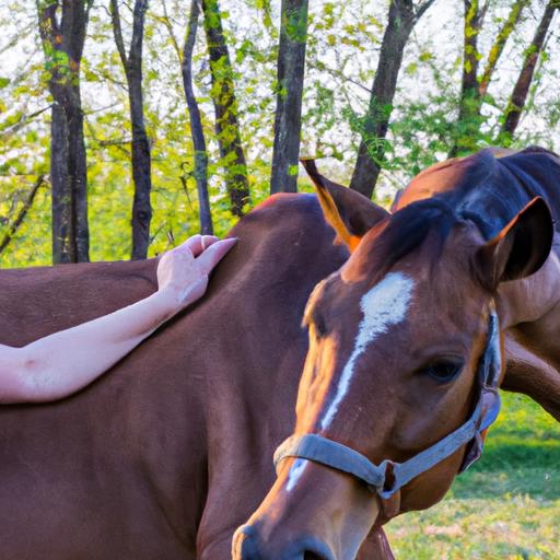Chiropractic care for sport horses includes soothing massages to improve muscle flexibility and relaxation.