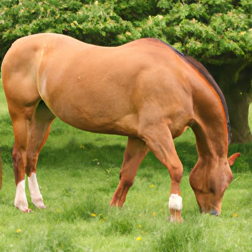 Proper nutrition plays a vital role in keeping your horse healthy and strong.