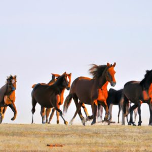 Horse Herd Behavior Video