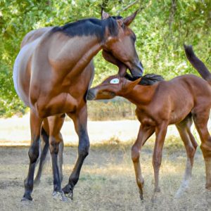 Horse Mothering Behavior
