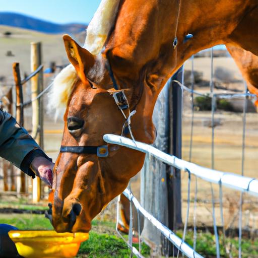 Proper nutrition is crucial for a horse's overall well-being.