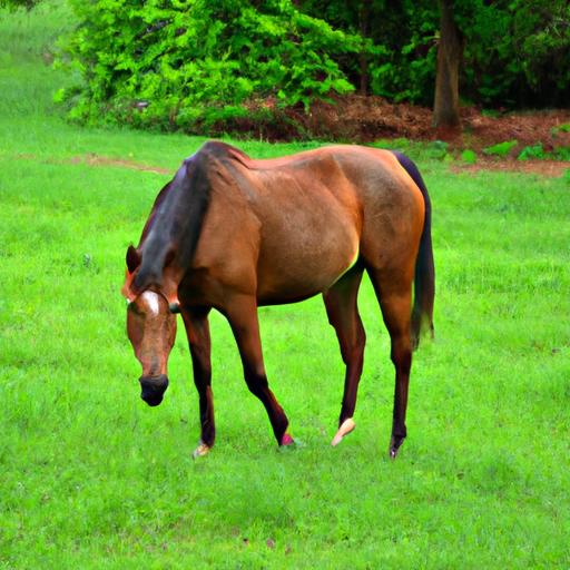 A contented horse indulging in the bounty of a lush pasture, a result of heavenly horse health practices.