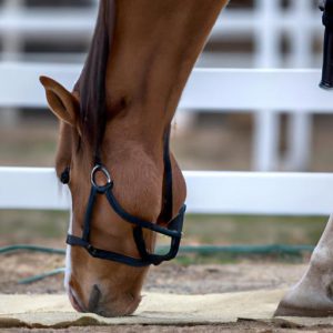 Horse Training Desensitizing