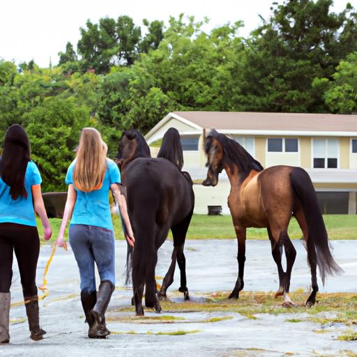 Horse Training Internships