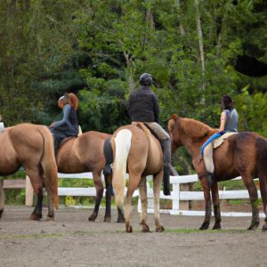 Horse Training Lessons Near Me