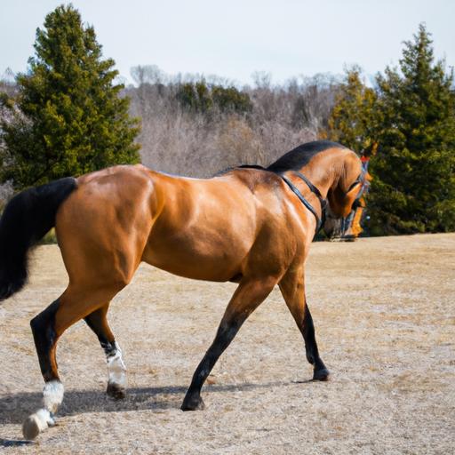 Horse Training Ontario