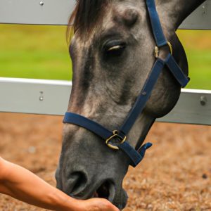 Horse Training Treats