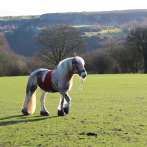 Horse Training Yorkshire