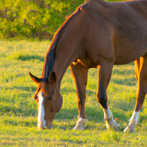 Allowing your horse regular turnout in a safe and spacious pasture promotes their physical and mental well-being.