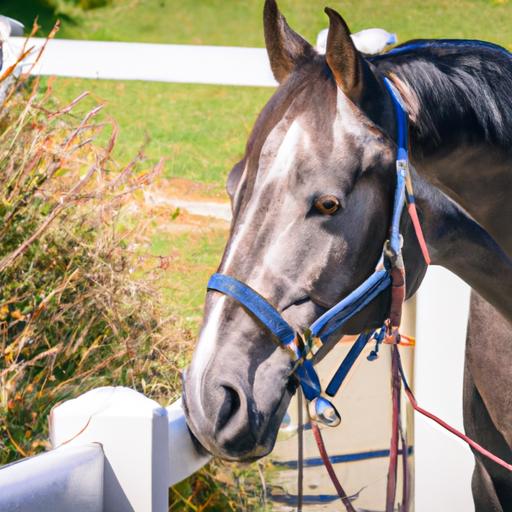 Horse training plays a vital role in the relationship between riders and their horses.